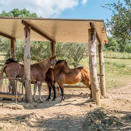 Agriturismo Goccia Di Luna Umbertide Kültér fotó
