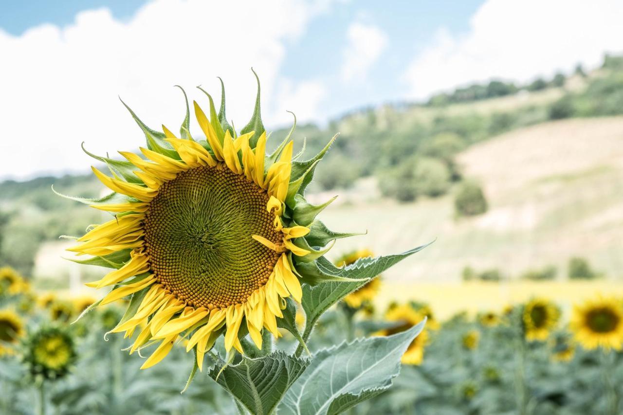 Agriturismo Goccia Di Luna Umbertide Kültér fotó