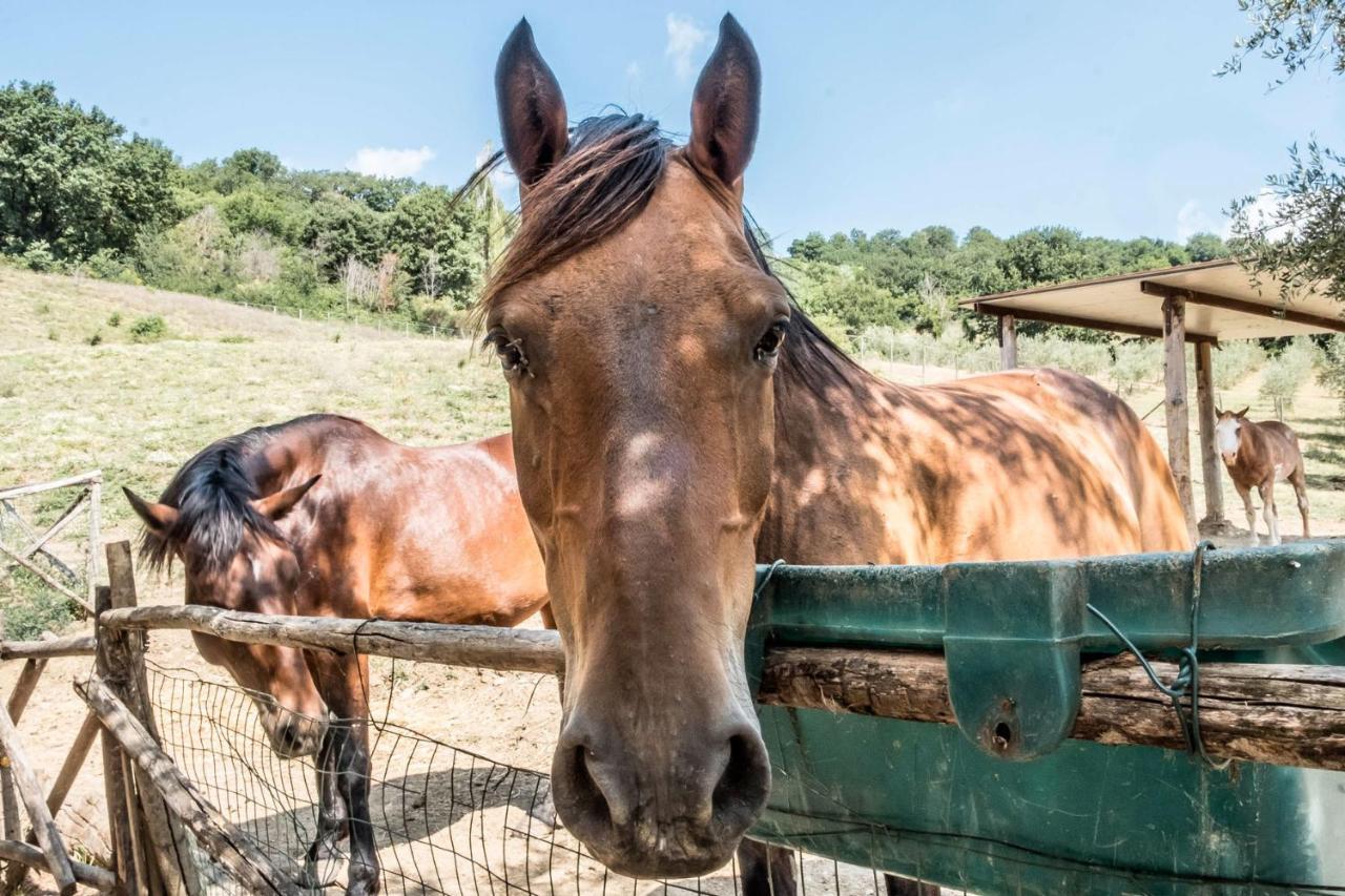Agriturismo Goccia Di Luna Umbertide Kültér fotó