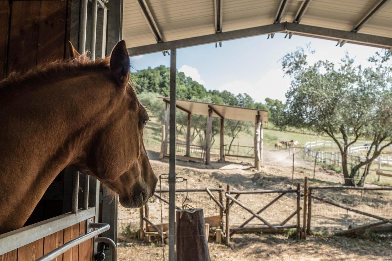 Agriturismo Goccia Di Luna Umbertide Kültér fotó