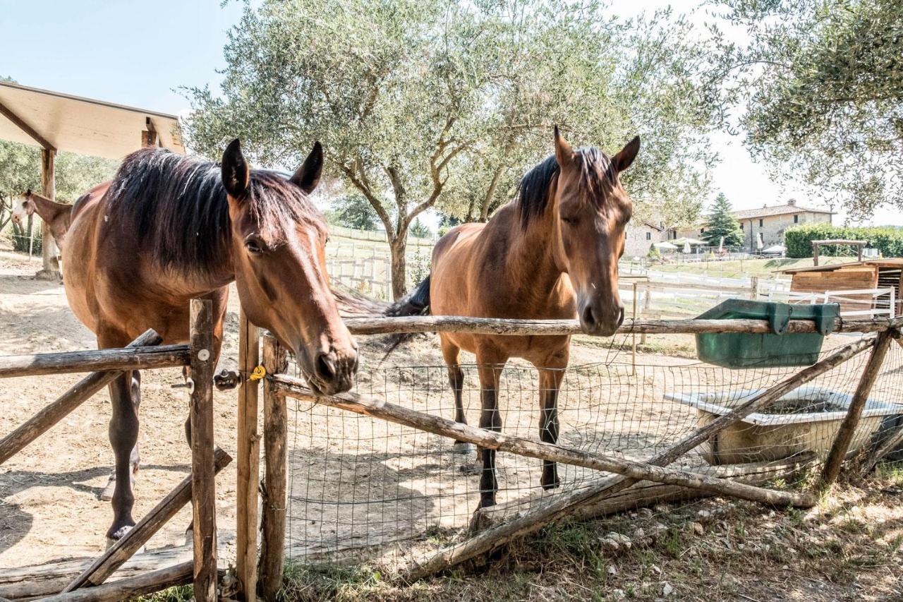 Agriturismo Goccia Di Luna Umbertide Kültér fotó